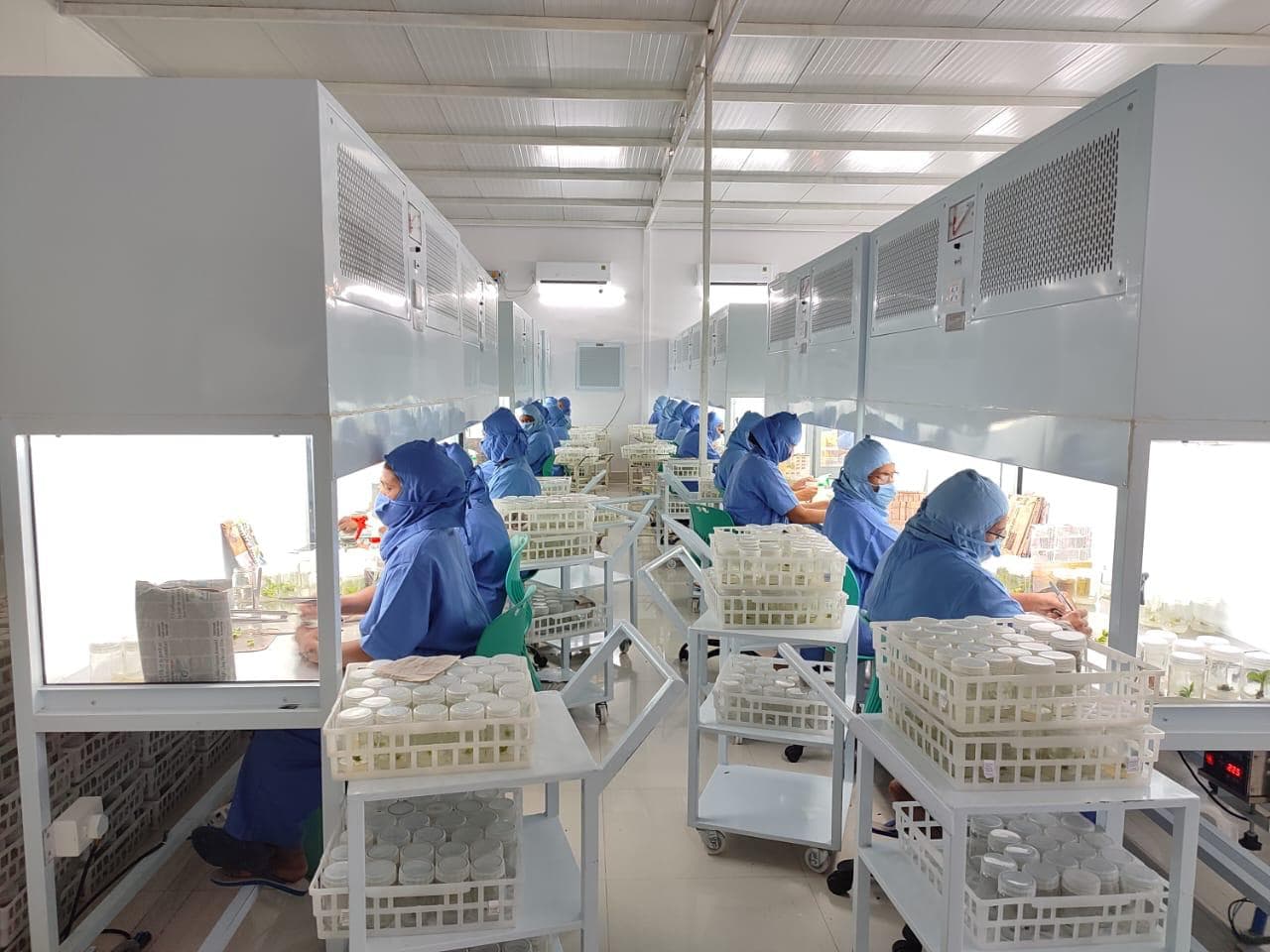 Muskmelon Plants - Muskmelon Plants Tissue Culture Plants | Ram Biotech - Best Tissue Culture Nursery