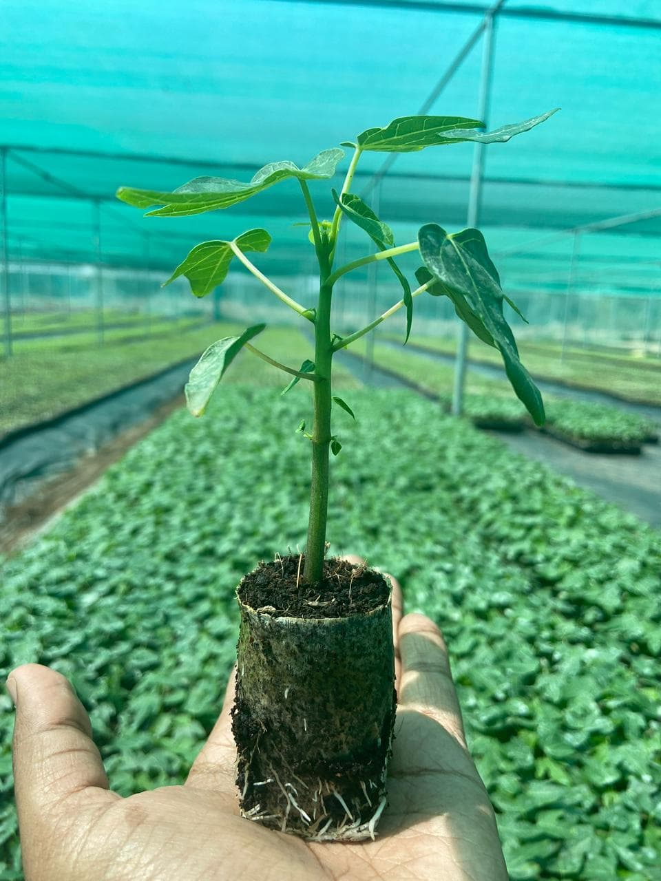 Papaya Plants - Papaya Plants Tissue Culture Plants | Ram Biotech - Best Tissue Culture Nursery
