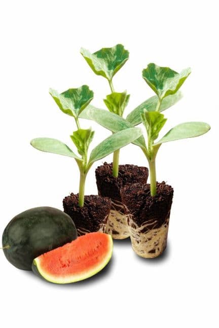 Watermelon Plants - Watermelon Plants Tissue Culture Plants | Ram Biotech - Best Tissue Culture Nursery